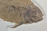 Fossil Fish (Phareodus) - Top Quality Specimen #92866-3